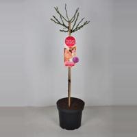 Rozen Blackberry Nip op stam Magenta paars - Stam 70 cm - 3 stuks - thumbnail