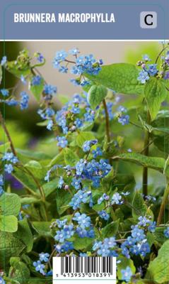 V.I.P.S. Brunnera macrophylla - Siberische vergeet-me-nietje (P9)