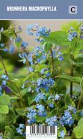 V.I.P.S. Brunnera macrophylla - Siberische vergeet-me-nietje (P9) - thumbnail