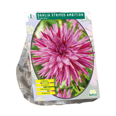 Dahlia Striped Ambition 1 stuks bloembollen Baltus - Baltus