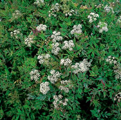 2 stuks! Oenanthe fistulosa Flamingo potmaat P9 Pijptorkruid Moerings - Moerings 2 stuks! Oenanthe fistulosa Flamingo potmaat P9 Pijptorkruid Moerings - Moerings