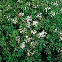 2 stuks! Oenanthe fistulosa Flamingo potmaat P9 Pijptorkruid Moerings - Moerings - thumbnail