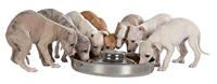 Trixie junior puppyvoerbak rvs - thumbnail