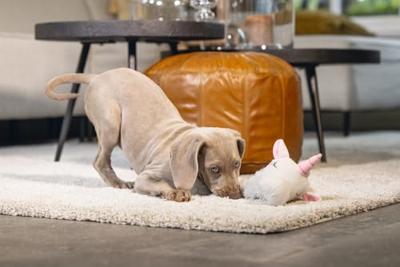 Beeztees Puppy flatino unicorn lo wit 74cm