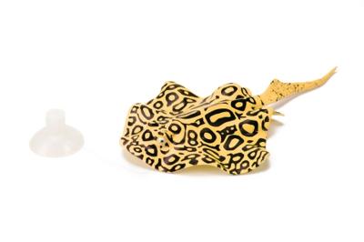 Beeztees Rog - Aquariumdecoratie - Glow - 20x13x2,5 cm