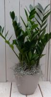 Zamioculcas in taupe pot 55 cm Warentuin Natuurlijk - Warentuin natuurlijk - thumbnail