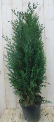 Dwergcipres Chamaecyparis Columnaris 110 cm Warentuin Natuurlijk - Warentuin natuurlijk