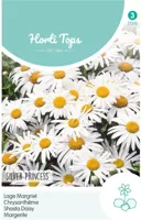 Zaden Chrysanthemum lage Margriet Silver Princess Hortitops - Hortitops - thumbnail