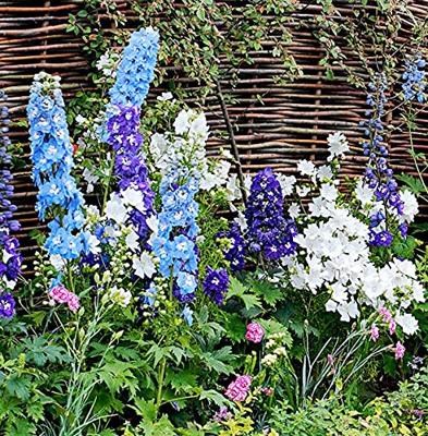 Ridderspoor hoog meerjarig bloemzaden - Round Table Series Mix