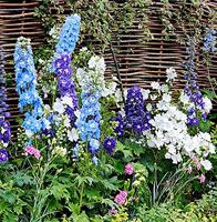 Ridderspoor hoog meerjarig bloemzaden - Round Table Series Mix - thumbnail