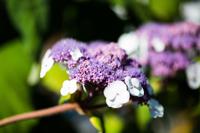 Fluweelhortensia - thumbnail