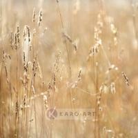 Schilderij - Mist in het veld , Beige geel , 3 maten , Premium print - thumbnail