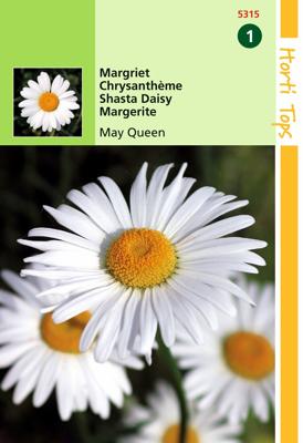 Zaden Chrysanthemum Margriet May Queen Hortitops - Hortitops Zaden Chrysanthemum Margriet May Queen Hortitops - Hortitops