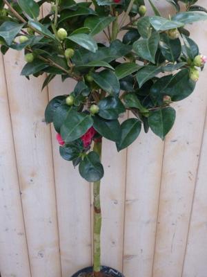 Camelia rood op stam 120 cm Warentuin Natuurlijk - Warentuin natuurlijk
