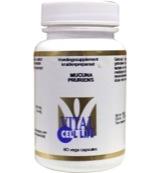 Mucuna pruriens - thumbnail