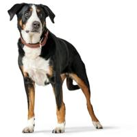 HUNTER Hondenhalsband Canadian Up, bruin, Maat: 55 - thumbnail