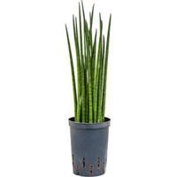 Sansevieria bacularis S hydrocultuur plant - thumbnail