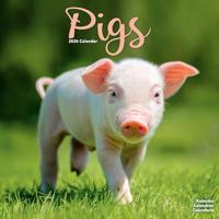 Pigs Calendar 2026 Square Farm Animal Wall Calendar - 16 Month - thumbnail