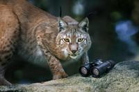 Steiner Wildlife 8x42 - thumbnail