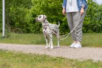 TRIXIE Soft Rope 1984019 Hondenriem, M-L 1,0 m/10 mm, grijs, robuuste lange hondenriem van touw met Trigger Snap Hook, voor middelgrote honden, zacht en rond materiaal, met polsband - thumbnail