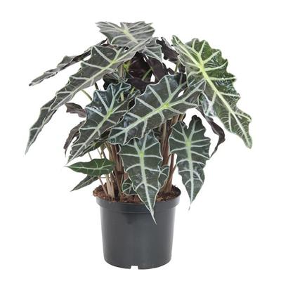 Grote Skeletplant (Alocasia Amazonica &apos;Polly) - P 24 cm