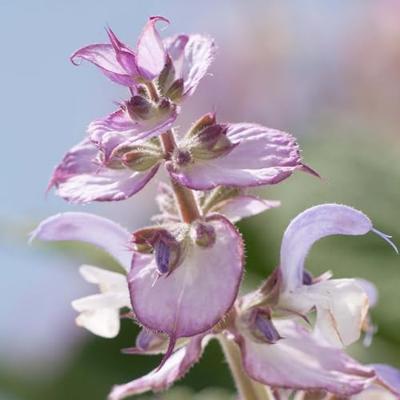 Primavera Fem comfort menstrual roll-on bio 10 Milliliter