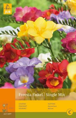 Freesia enkel/single mix 20st bloembol zomer JUB - Jub