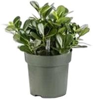 Clusia Green Magic Potmaat 27 H60-70 kamerplant Beautanic Lifestyle - Beautanic lifestyle - thumbnail