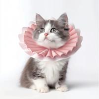Aino Zachte beschermkraag voor kleine kat of kitten - Roze - Maat S - thumbnail