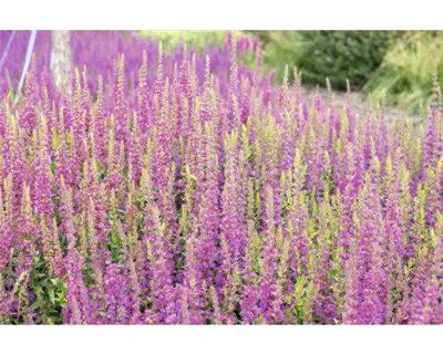 Salvia nem. Rose Marvel Griffioen - Griffioen