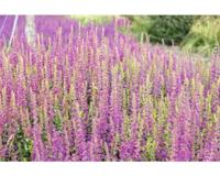 Salvia nem. Rose Marvel Griffioen - Griffioen - thumbnail