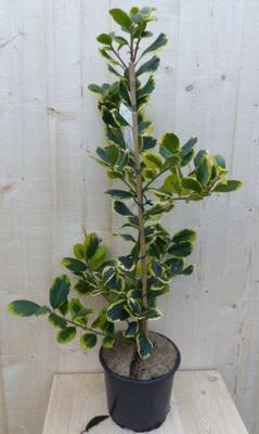 Hulst geelbont 80 cm - Warentuin natuurlijk Hulst geelbont 80 cm - Warentuin natuurlijk