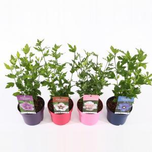 Hibiscus syriacus Ton Sur Ton Mix - 21 stuks