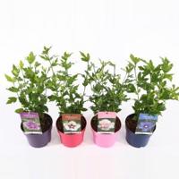 Hibiscus syriacus Ton Sur Ton Mix - 21 stuks - thumbnail