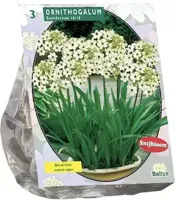 Zomer Bloembollen Ornithogalum Saundersiae per 3 Baltus - Baltus - thumbnail