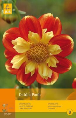 Dahlia pooh 1st bloembol zomer Dahlia JUB - Jub
