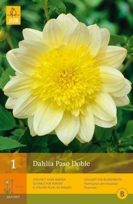 Dahlia Paso Doble 1 st Jub Dahlia JUB - Jub