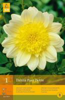 Dahlia Paso Doble 1 st Jub Dahlia JUB - Jub - thumbnail