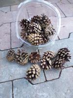 Dennenappels per bakje Warentuin Natuurlijk - Warentuin natuurlijk - thumbnail