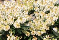 Rotsheide - thumbnail