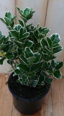 Kardinaalsmuts Euonymus witbont 30 cm Warentuin Natuurlijk - Warentuin natuurlijk