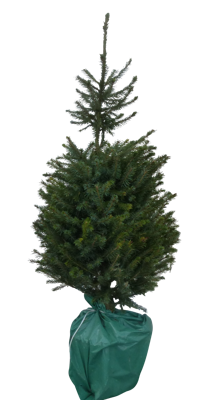 Kerstboom Warentuin Picea Omorika 80 - 100 cm in pot Warentuin Natuurlijk - Warentuin natuurlijk