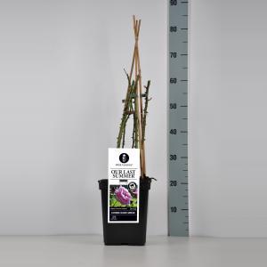 Klimroos (rosa "Our Last Summer"®) - C3 - 1 stuks