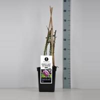 Klimroos (rosa "Our Last Summer"®) - C3 - 1 stuks - thumbnail