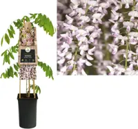 Blauwe regen roze (Wisteria Floribunda "Rosea") klimplant - thumbnail