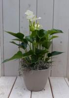 Flamingoplant Anthurium wit in taupe pot 40 cm Warentuin Natuurlijk - Warentuin natuurlijk - thumbnail