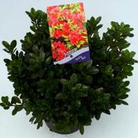 Rododendron (Rhododendron Japonica "Geisha Red") heester - 30-35 cm - 1 stuks - thumbnail