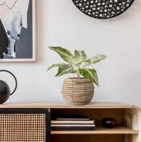 Dieffenbachia Vesuvius kunstplant 35cm - thumbnail