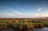 Alexsar Art Tuindoek pony weide 210x140cm - thumbnail