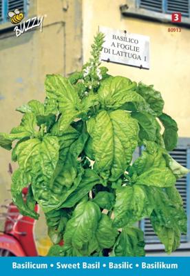 Zaden Basilicum a foglia di lattuga Buzzy - Buzzy